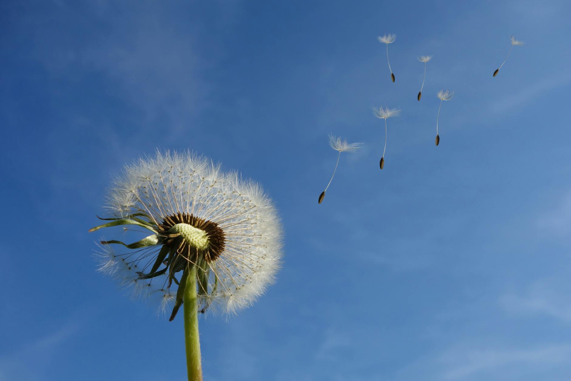 Blowin’ in the Wind: De Melodie van Loslaten en Herontdekken