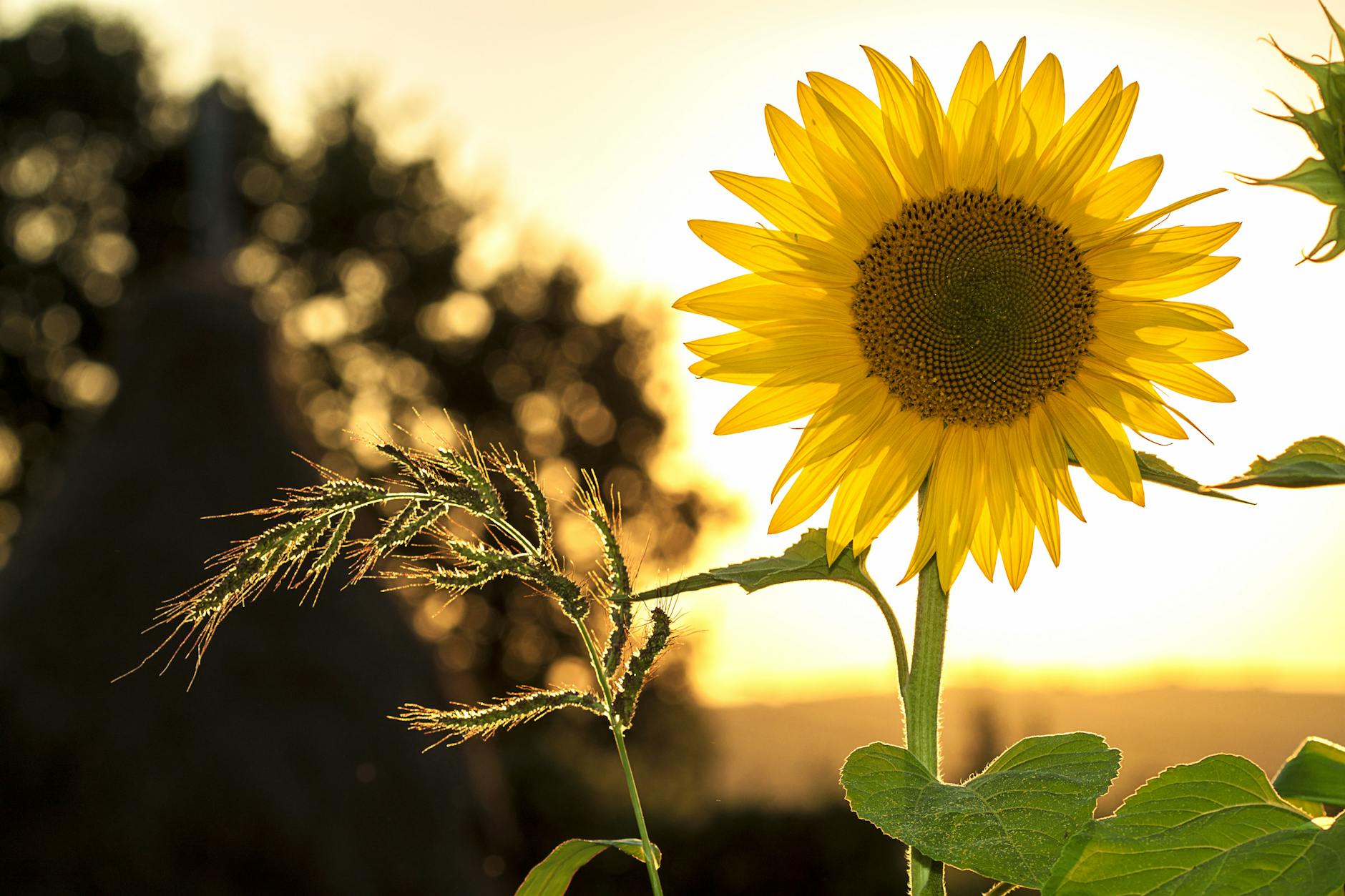 Here Comes the Sun – Een muzikale reis terug naar ontspanning en inspiratie